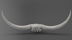 Bison latifrons skull, aka, "Mary Lou" (back)